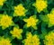 Bright yellow flowers texture. Flower background, ornament. Euphorbia epithymoides or cushion spurge in the summer garden.