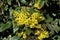 Bright yellow flowers and wide pinnate leaves of grape holly