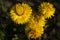 Bright yellow flowers of Xerochrysum bracteatum Helichrysum bracteatum or Paper Flower grow in the garden, beautiful bright