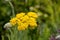 Bright-yellow flowers of yarrow in june in front of blurry plant background