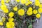 Bright yellow foalfoot flowers tussilago farfara on stony floor. Group of spring flowers