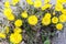 Bright yellow foalfoot flowers tussilago farfara on stony floor. Group of spring flowers