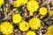 Bright yellow foalfoot flowers tussilago farfara on stony floor. Group of spring flowers