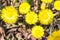 Bright yellow foalfoot flowers tussilago farfara on stony floor. Group of spring flowers