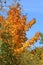 Bright yellow foliage against a blue cloudless sky.