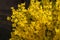 Bright yellow Forsythia bush on the spring sun against the black background of bygone winte