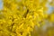 Bright yellow Forsythia flowers in early spring. A perennial shrub of the olive family is used to decorate gardens. Landscape