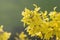 Bright yellow Forsythia flowers in early spring. A perennial shrub of the olive family is used to decorate gardens. Landscape