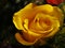 Bright yellow friendship rose, bloomed,