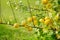 Bright yellow fruits of quince ripening on a branch of japanese quince bush. Harvesting fresh organics fruits