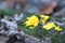 Bright, yellow fungus on a log