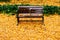 Bright yellow ginkgo leaves covered ground and empty vintage wooden bench in autumn