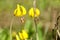 A bright yellow Glacier Lily blooming in the spring.