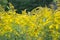 Bright Yellow Goldenrods In Autumn