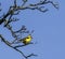 Bright yellow Goldfinch bird perched on the bare tree branch in Spring in Chicago