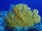Bright Yellow Gorgonian Coral in Blue Underwater Image