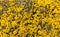 Bright yellow gorse flowers