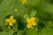 Bright yellow greater celandine flower