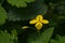 Bright yellow greater celandine flower.