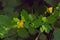 Bright yellow greater celandine flowers