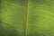 Bright yellow green. Abstract real nature beauty background. Macro vertical tropical banana leaf texture vein line