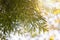 Bright yellow-green foliage on the branches of thuja western on a blurred sky background. Selective focus. Close-up