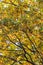 Bright yellow-green leaves on trees in autumn park