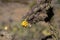 Bright Yellow Growth Of New Chain Link Cactus on Tree Cholla