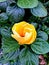 Bright yellow Gumamela hibiscus