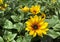 Bright yellow hardy sunflowers