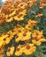 Bright yellow Helenium Autumnale flowers