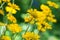 Bright yellow helenium flowers in the garden