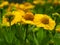 Bright yellow Helenium flowers sneezeweed