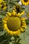 Bright Yellow Helianthus Sunflower Flowers