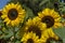 Bright Yellow Helianthus Sunflower Flowers