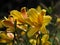 Bright yellow Hemerocallis daylily flowers in a garden