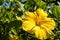 Bright, yellow hibiscus flower in the Hawaiian afternoon sun