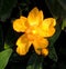 Bright yellow, Hypericum, or St John`s Wort,