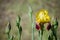 Bright yellow iris