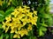 The bright yellow Ixora coccinea ornamental flowers