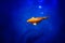 Bright yellow koi carp on dark blue shiny water background close up, exotic goldfish swims in ocean, beautiful tropical gold fish