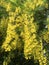Bright yellow laburnum tree