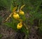 Bright yellow ladyâ€™s slipper