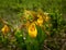 Bright yellow ladyâ€™s slipper