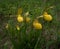 Bright yellow ladyâ€™s slipper