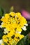 Bright yellow Lantana flower