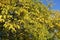 Bright yellow leafage of mulberry against blue sky