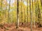 Bright yellow leaves on tall narrow trees in Adirondack woods