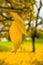 Bright yellow leaves on a tree in a park at autumn