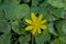 Bright yellow lesser celandine flower - Ficaria verna